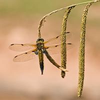 Four Spotted Chaser 1 